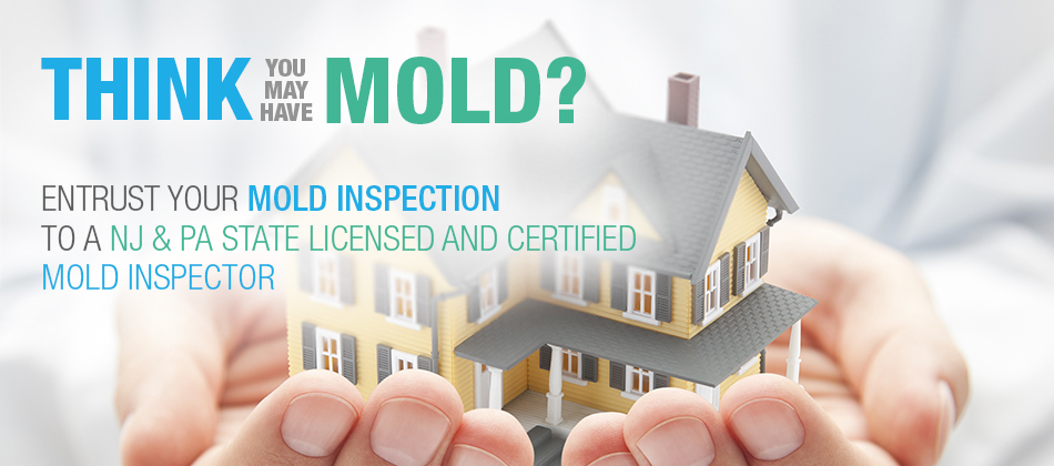 Mold Inspection